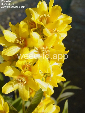 loosestrife, garden